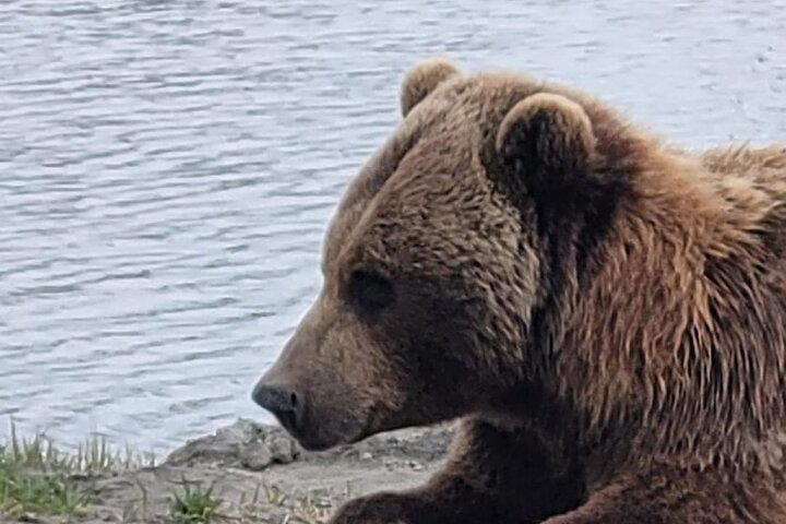 VIP Tour from Anchorage to Alaska Wildlife Conservation Center