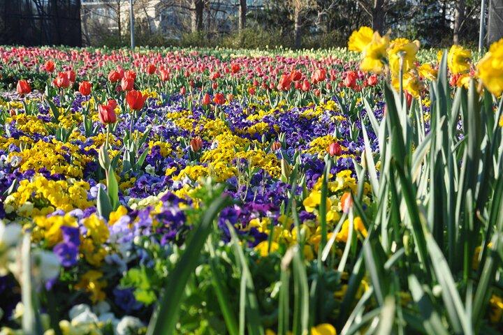 Canberra Floriade Tour