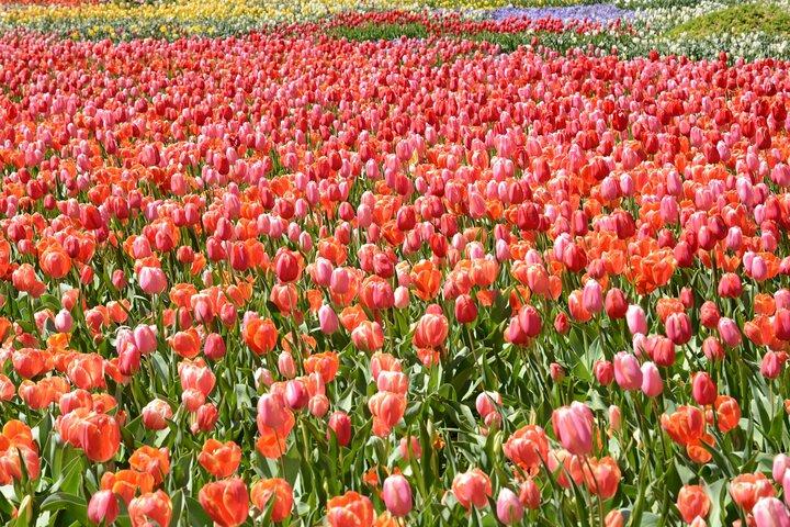 Canberra Floriade Tour