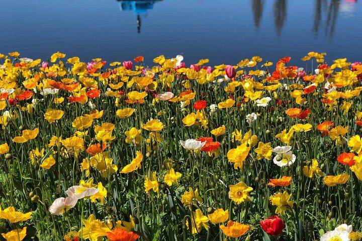 Canberra Floriade Tour