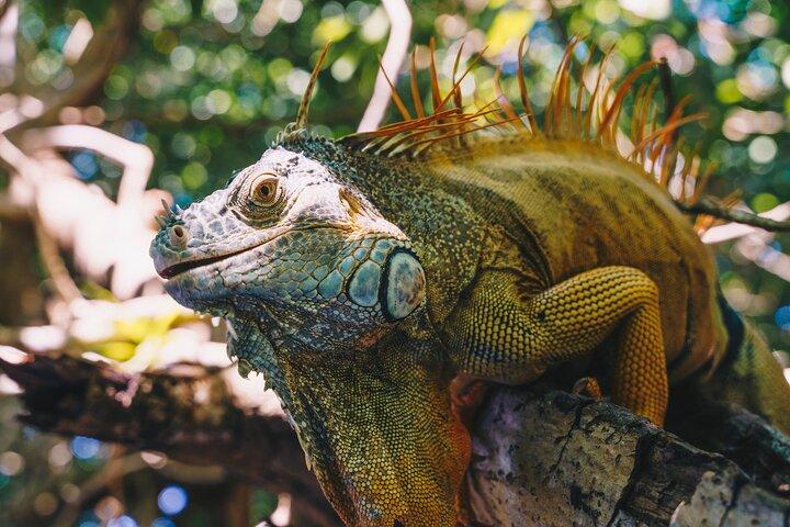 Wildlife Eco Tour on the coast of Oaxaca.