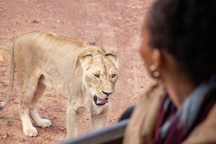 Full-Day Private Safari Tour to Aquila Game Reserve
