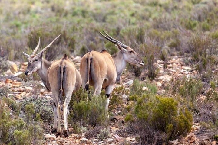 Full-Day Private Safari Tour to Aquila Game Reserve