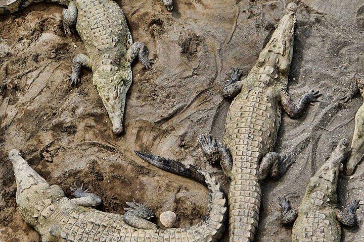 Tarcoles River Crocodile Adventure Tour