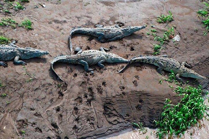 Tarcoles River Crocodile Adventure Tour