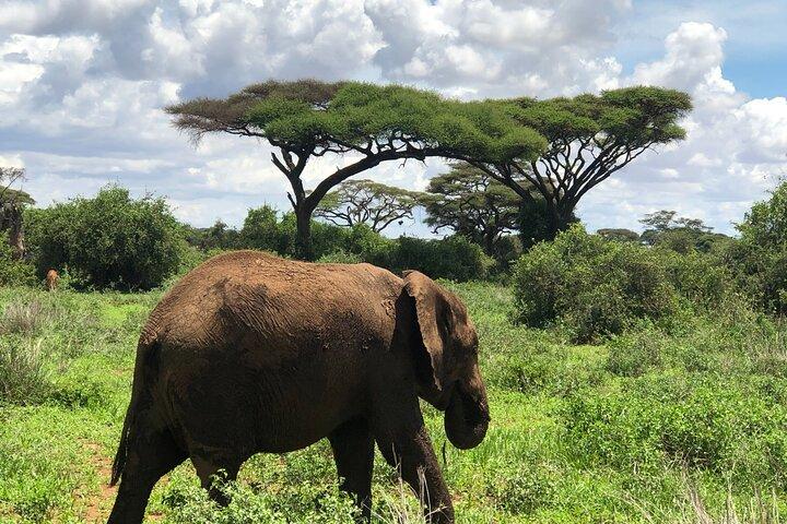 Amboseli National Park Day Tour:Mt.Kilimanjaro Views from Nairobi