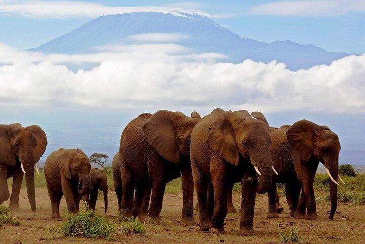 Amboseli National Park Day Tour:Mt.Kilimanjaro Views from Nairobi