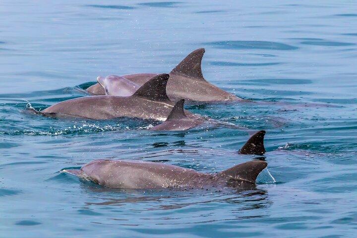 Dolphin Watch & Snorkeling at Kisite Marine Park & Wasini Island