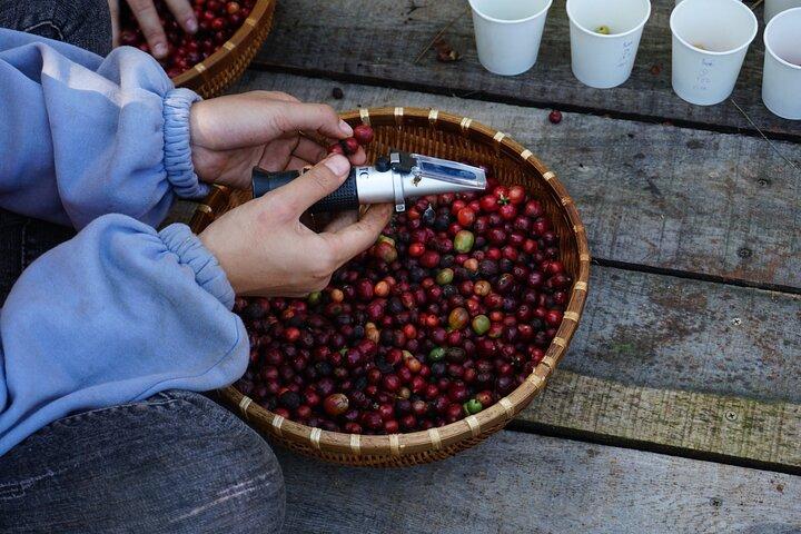 Dalat's countryside|Coffee Plantations Tour beyond Elephant falls