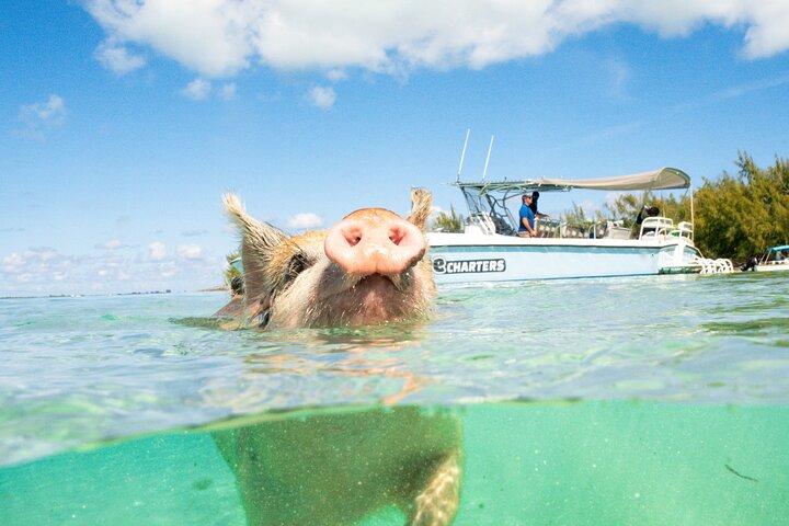 Pink Sand Beach and Swimming Pigs Adventure from Nassau