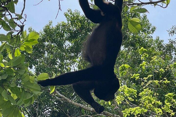 Eco-Explorers: Rainforest Hike & Monkey Island Encounter