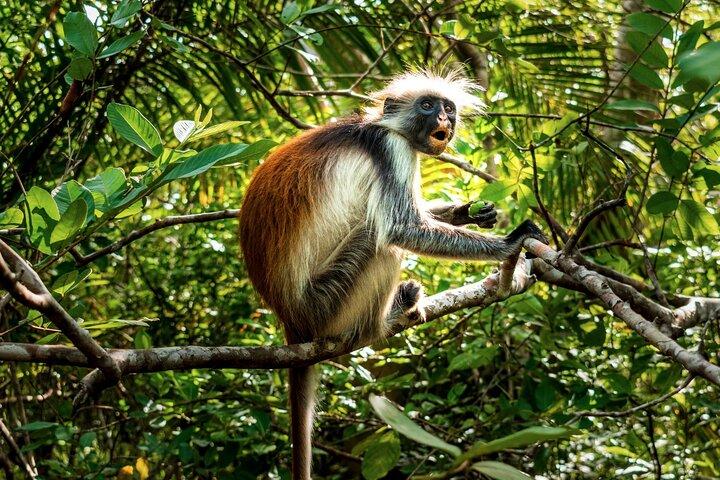 Zanzibar: Jozani Forest Guided Tour, Red Colobus and transfer