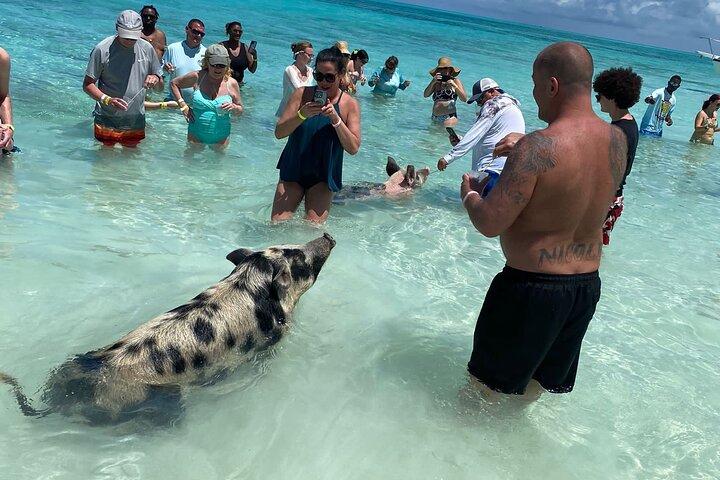 Private Rose Island, Swimming Pigs, Snorkeling and Turtles