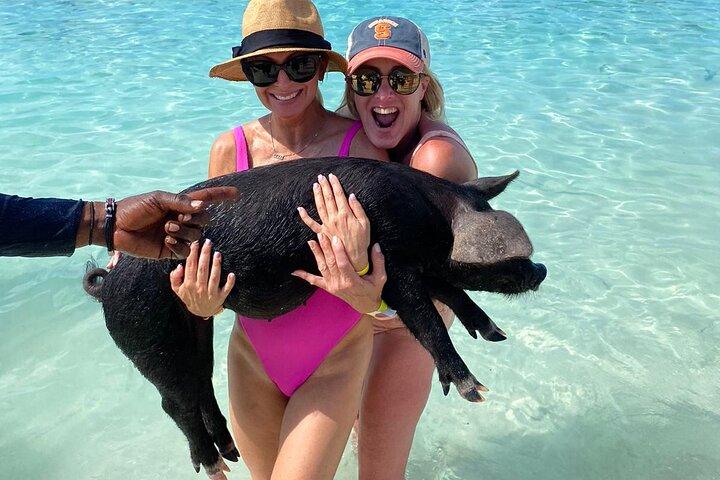 Private Rose Island, Swimming Pigs, Snorkeling and Turtles