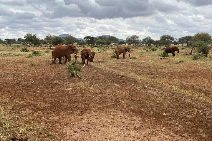 Elephant Safari Tanzania 4 Days **Sustainable Approach to Travel