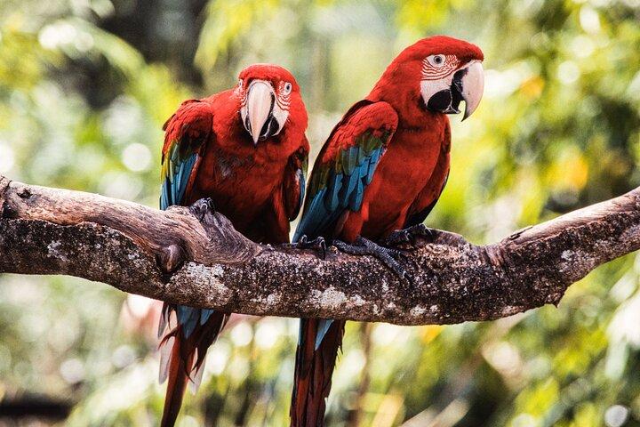 Singapore Bird Park & River Wonder (Tickets & Transfer )