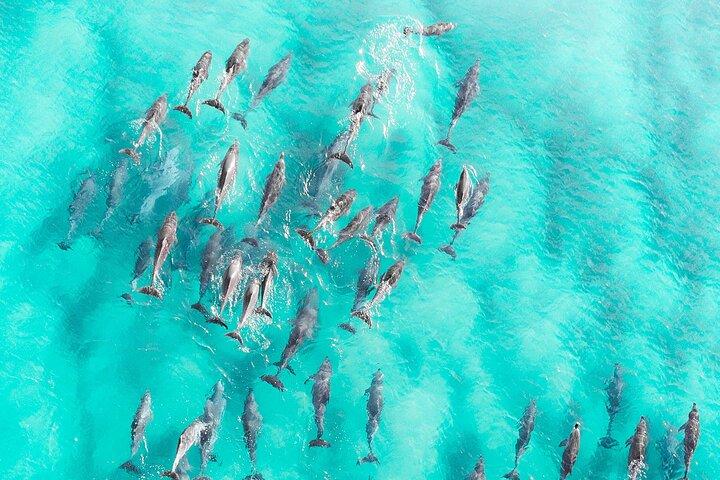 Zanzibar : Dolphin Adventure at Kizimkazi