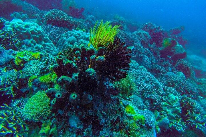 Zanzibar : 1 Day Blue Safari, Blue horizon experience