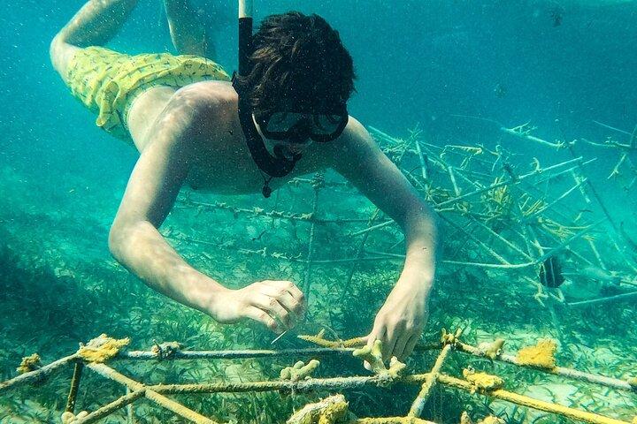 Snorkel Lovers for All Ages & Premium Seafood Lunch in Punta Cana