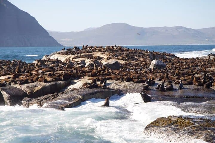 Full Day Cape Peninsula Tour