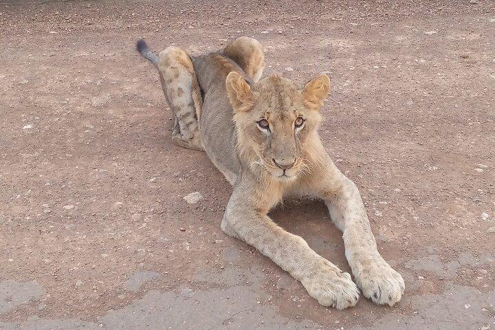 Private Nairobi Day Tour. NN Park, Giraffe Center, Bomas of Kenya