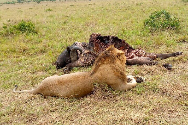 Private Nairobi Day Tour. NN Park, Giraffe Center, Bomas of Kenya