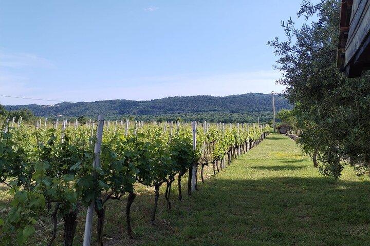 Konavle Valley Wine Tasting from Dubrovnik with Light Lunch