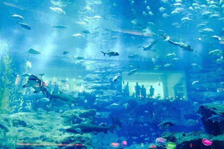 Lost Chamber Aquarium in Dubai