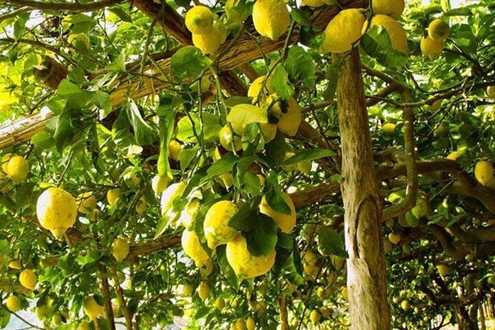 Sorrento Walking Tour with "Olive Oil" and "Limoncello" Tasting