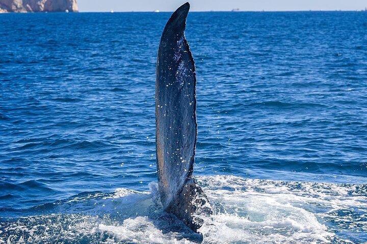 Whale Watching on a Glass Bottom Boat