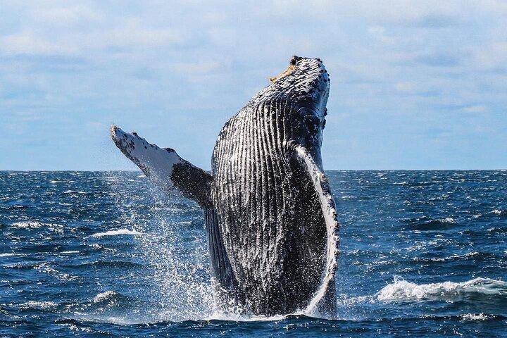 Whale Watching on a Glass Bottom Boat