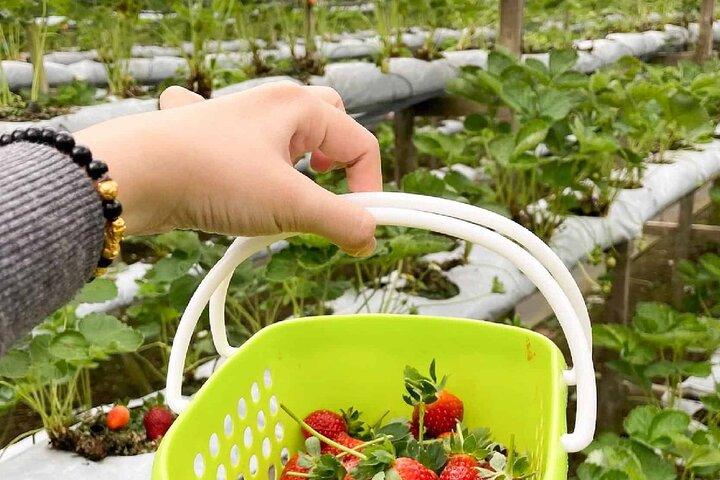 Genting Highlands En-route Batu Caves & Strawberry Farm Day Tour with Authentic Indian Lunch Private & Guided