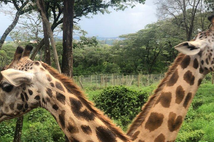 Private Nairobi Day tour to Giraffe Center and Karen Blixen