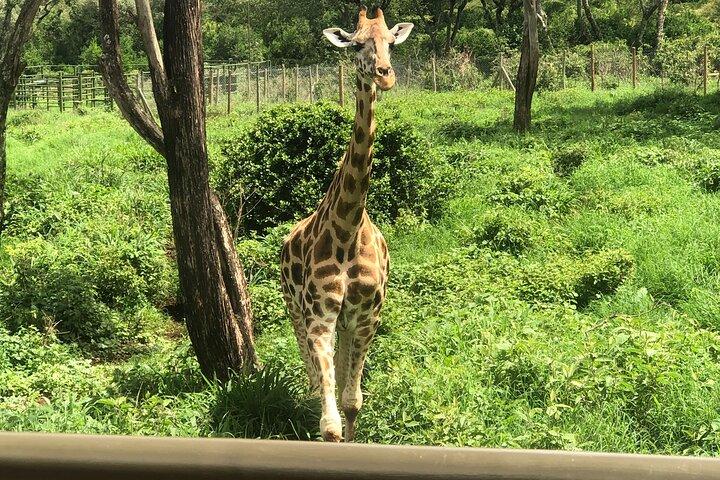 Private Nairobi Day tour to Giraffe Center and Karen Blixen