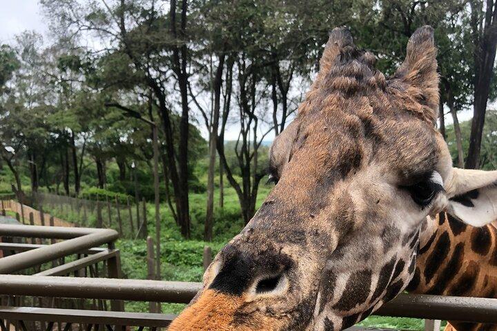 Private Nairobi Day tour to Giraffe Center and Karen Blixen