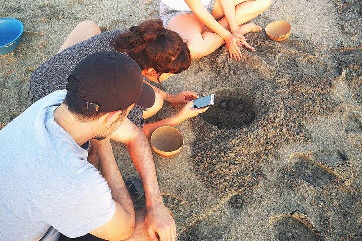 Olive Ridley Turtle Release Experience