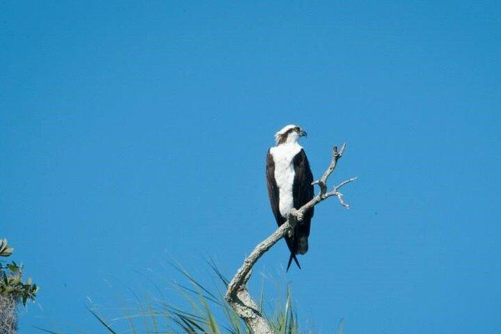 See Crystal River - Mantee & Wildlife Viewing Cruise