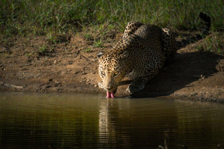 Day Excursion to Yala National Park From Colombo