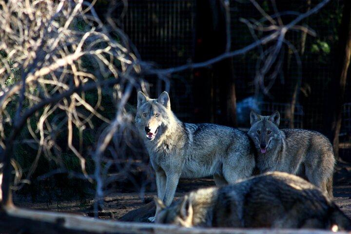 Tsitsikamma Wolf Sanctuary Guided Tour & Day Pass