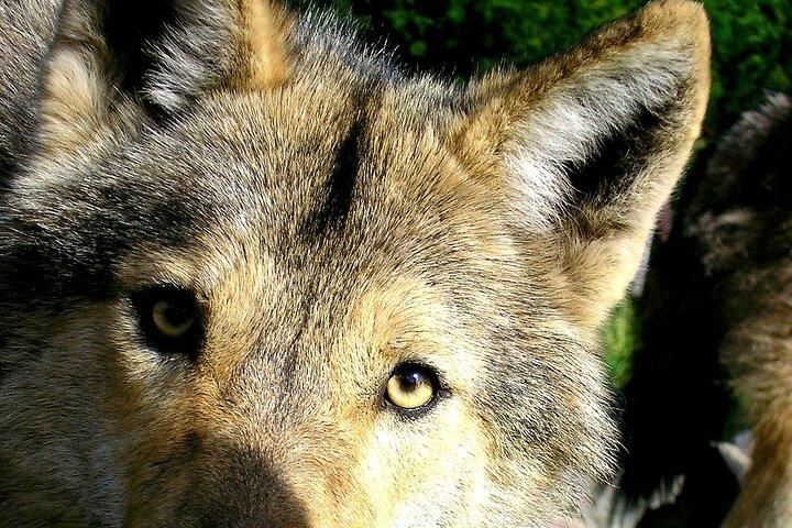 Tsitsikamma Wolf Sanctuary Guided Tour & Day Pass