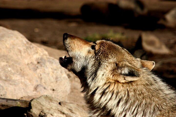 Tsitsikamma Wolf Sanctuary Guided Tour & Day Pass
