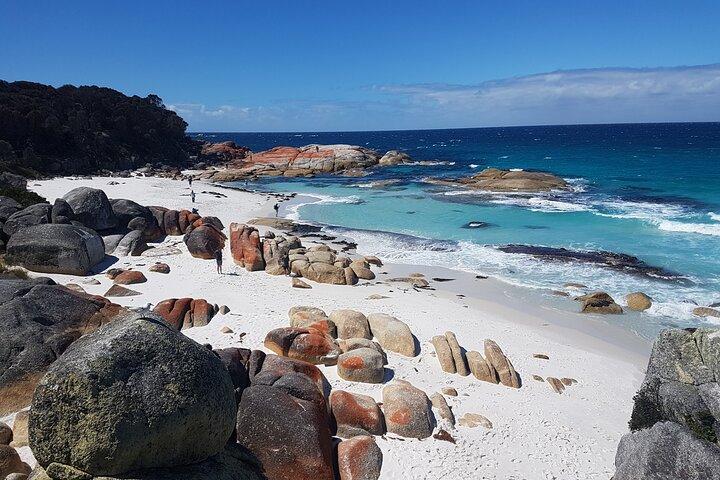 4 Day Wild Tasmania Tour / Wildlife, Nature, Hiking / Inc. Accom