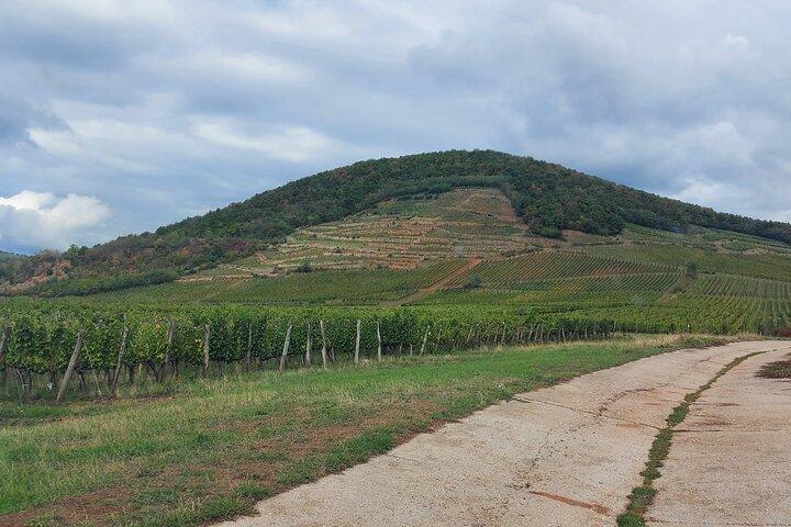 Tokaj Wine Tour