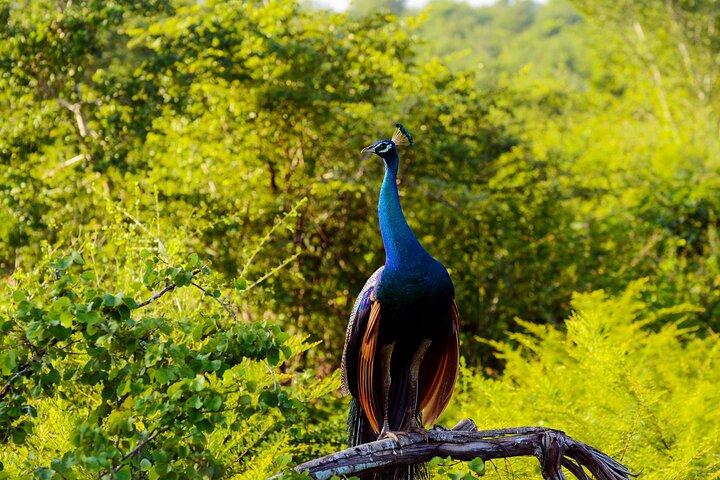 Day tour to Minneriya National Park,Sigiriya & Dambulla from Kandy