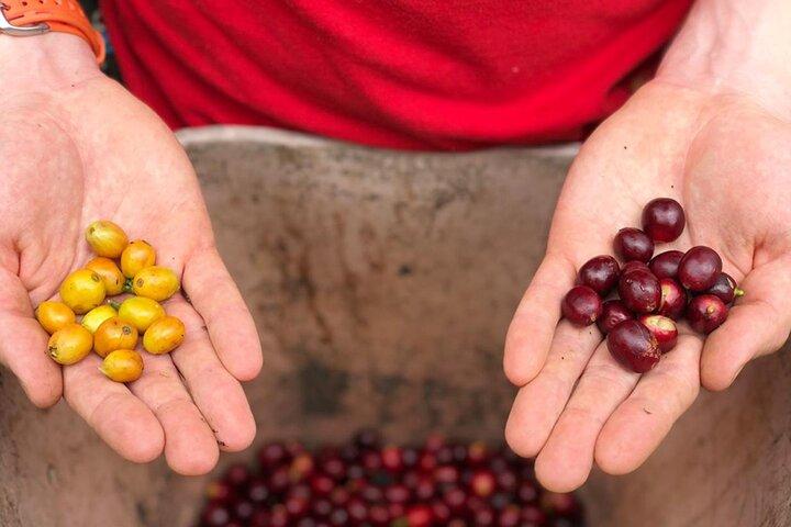 Coffee Farm and Salento Walking Tour