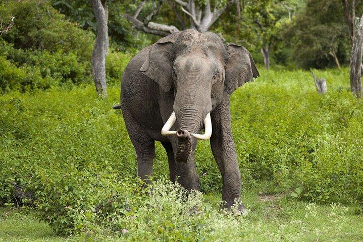 Day Excursions To Yala National Park Jeep Safari Form Galle