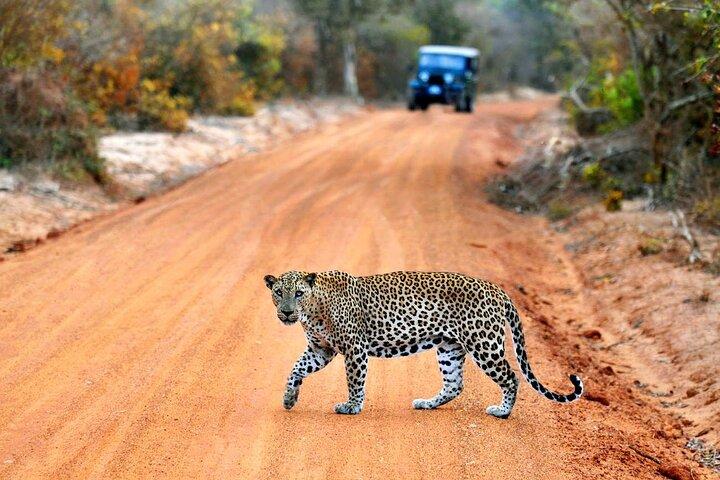 Day Excursions To Yala National Park Jeep Safari Form Galle