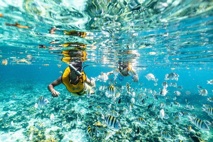 Snorkeling Tour with Turtles and Stingrays Puerto Morelos