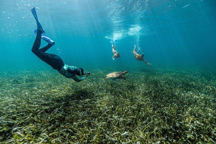 5-in-1 Cancun Snorkeling: Turtles, Reef, Musa, Shipwreck, Cenote