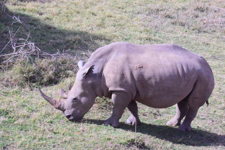 Olpejeta Lake Nakuru & Masai Mara 5 days and 4 nights.